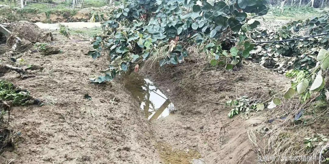 暴雨蒲江,成都蒲江县暴雨