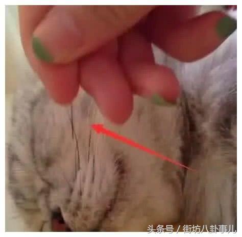 不小心撸掉猫咪的胡子怎么办？主人：悄悄的塞回去，动作要利索