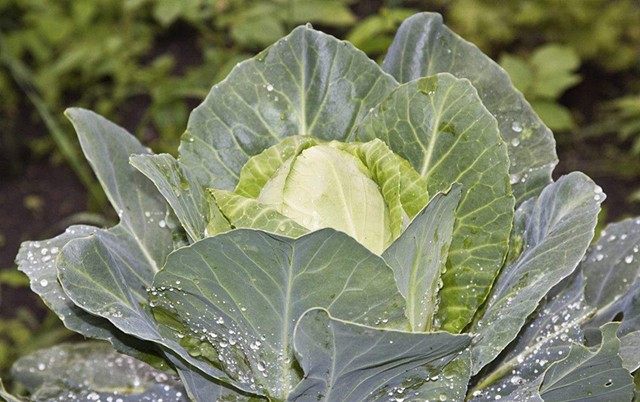 女人吃哪些食物对妇科有好处,吃什么食物可以缓解妇科疾病