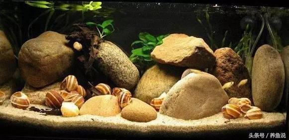 孔雀鱼缸有荷花吗,孔雀鱼缸能长绿藻吗