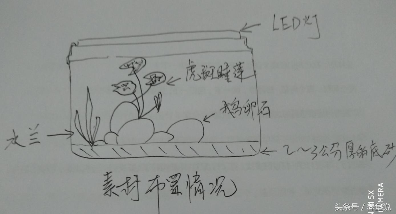 孔雀鱼缸有荷花吗,孔雀鱼缸能长绿藻吗