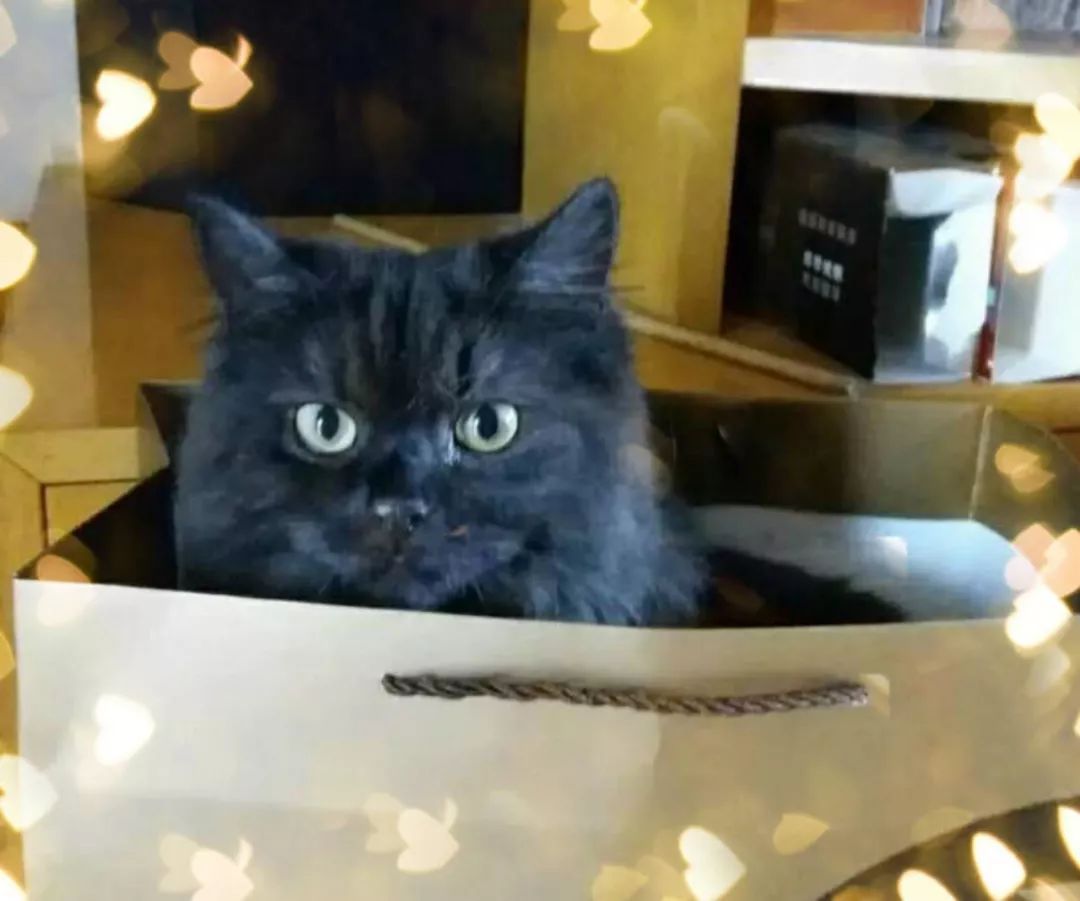 这个天津姐姐被自家猫咬了一口，然后杯具了！医学专家这样说……