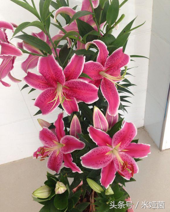 黄色百合花盆栽带花苞发货,矮一点百合花苗盆栽带花苞