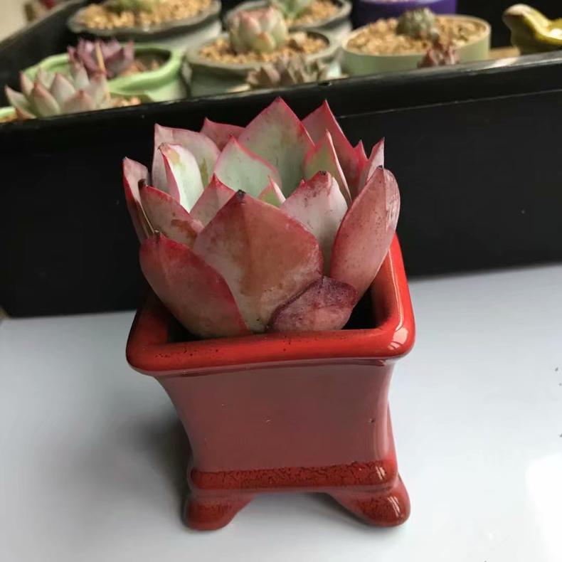 多肉植物吃水吗,多肉植物喜欢酸性土还是碱性土