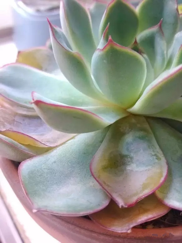 八卦掌多肉怎么浇水,八卦掌内功养生法