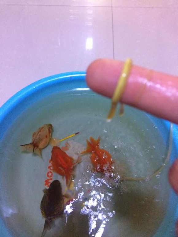 养金鱼常见的鱼病怎么治,防治金鱼生病有些啥药