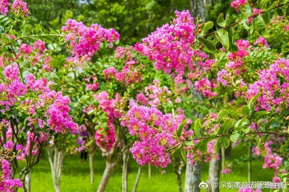 5月深圳莲花山公园赏花,深圳莲花山10月看花