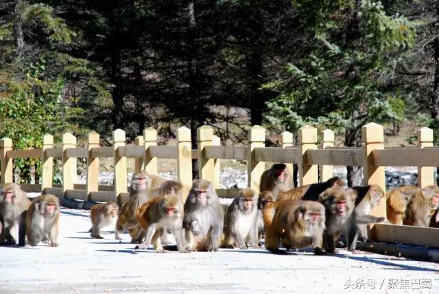 从成都出发最近的草原,成都出发4小时雪山花海