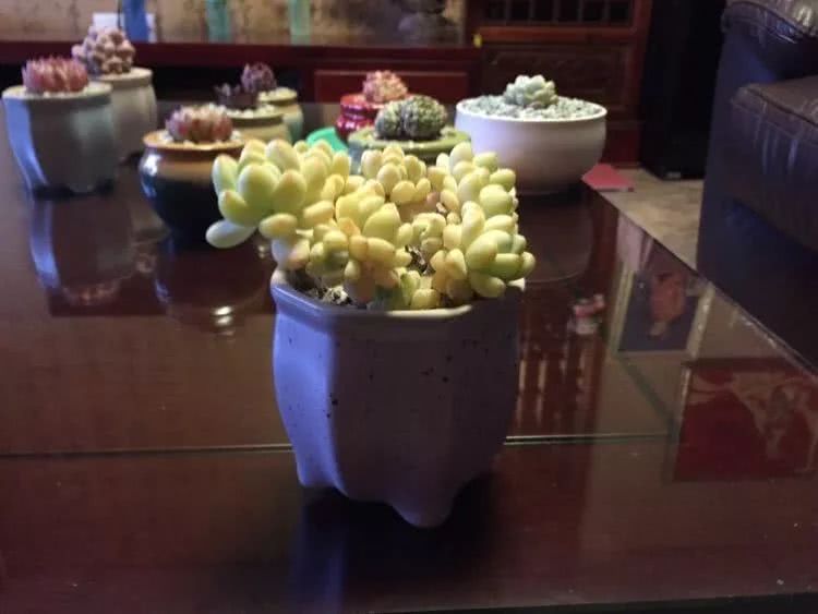 新手入坑必养多肉,刚入坑的多肉怎么养