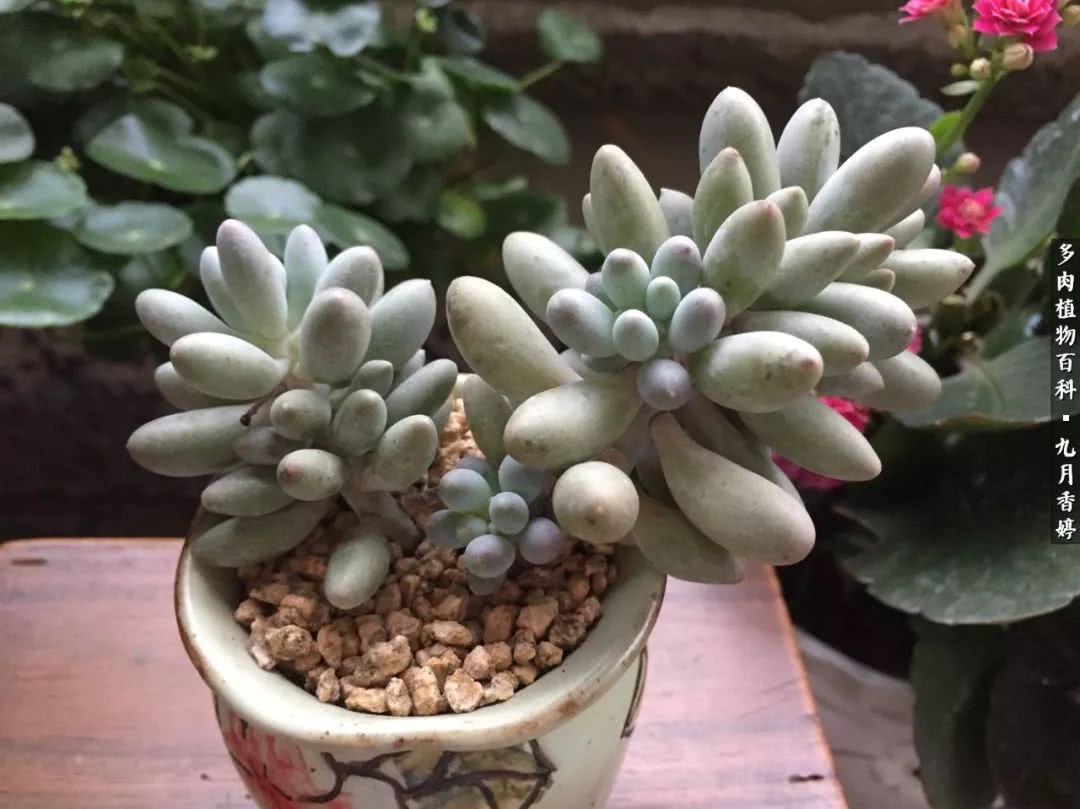 新手入坑必养多肉,刚入坑的多肉怎么养