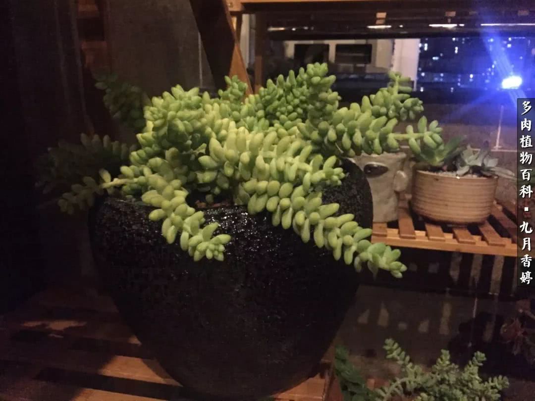 新手入坑必养多肉,刚入坑的多肉怎么养