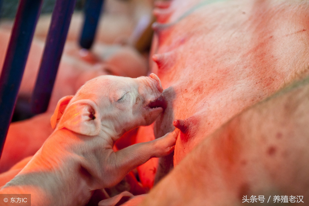 养殖户最怕的事：母猪产后瘫痪，病因和治疗方案都有了！