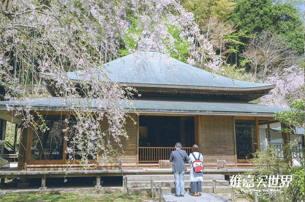 日本镰仓对比,日本镰仓vs日照镰仓