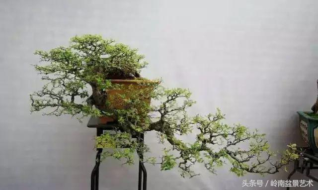 地瓜榕盆景的修剪技巧,金豆盆景修剪视频大全