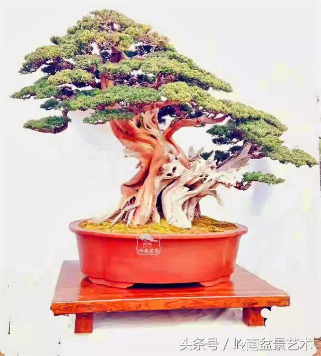 地瓜榕盆景的修剪技巧,金豆盆景修剪视频大全