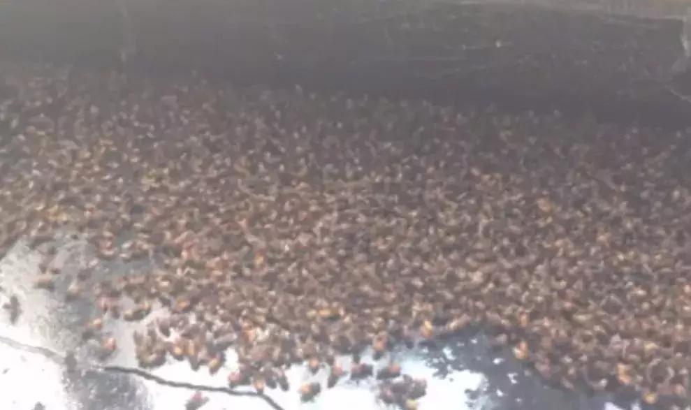 蜱虫咬人致死率多少,每年蜱虫咬人死亡率