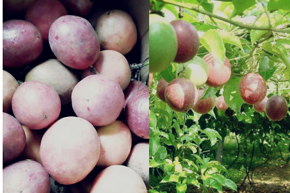 百香果柠檬蜂蜜罐，爱美的你值得拥有