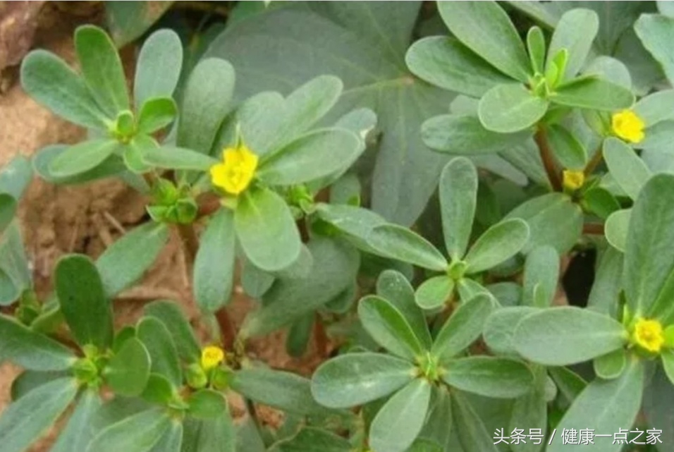 痛风患者能否吃马齿苋,吃马齿苋菜对痛风有好处吗