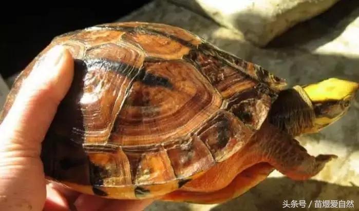 七种灭绝后又被发现的动物,动物有买卖就不会灭绝