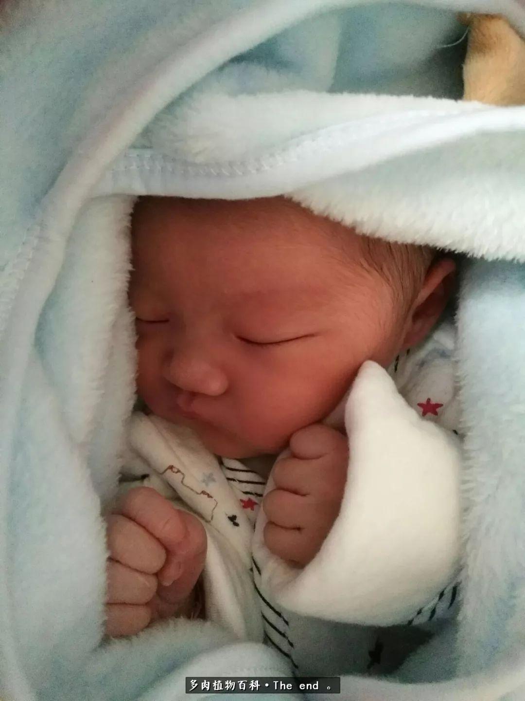 宝宝养多肉,养多肉宝妈