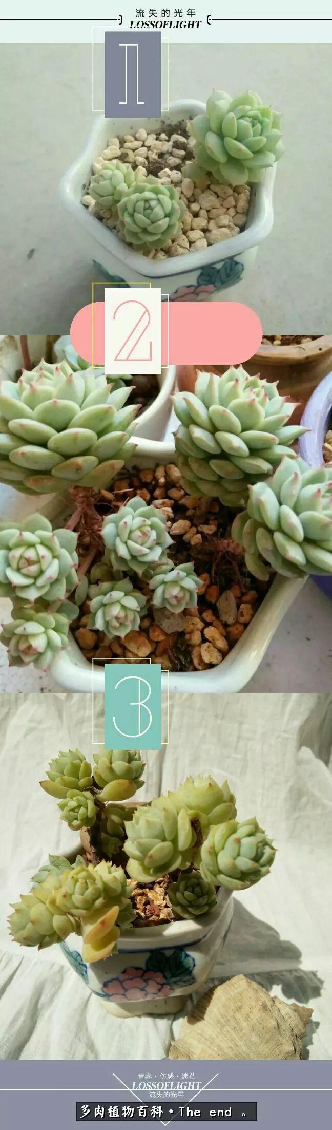 宝宝养多肉,养多肉宝妈