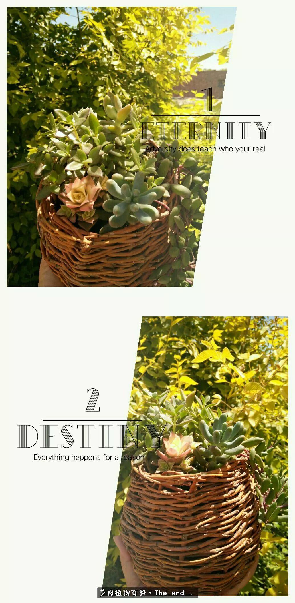 宝宝养多肉,养多肉宝妈