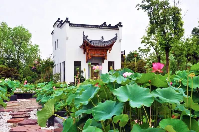 上海观景赏荷,7月赏荷花好去处