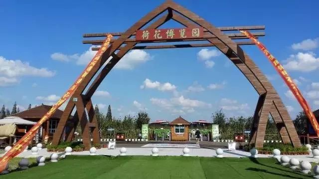 上海观景赏荷,7月赏荷花好去处