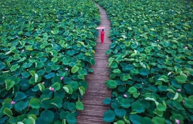 上海观景赏荷,7月赏荷花好去处