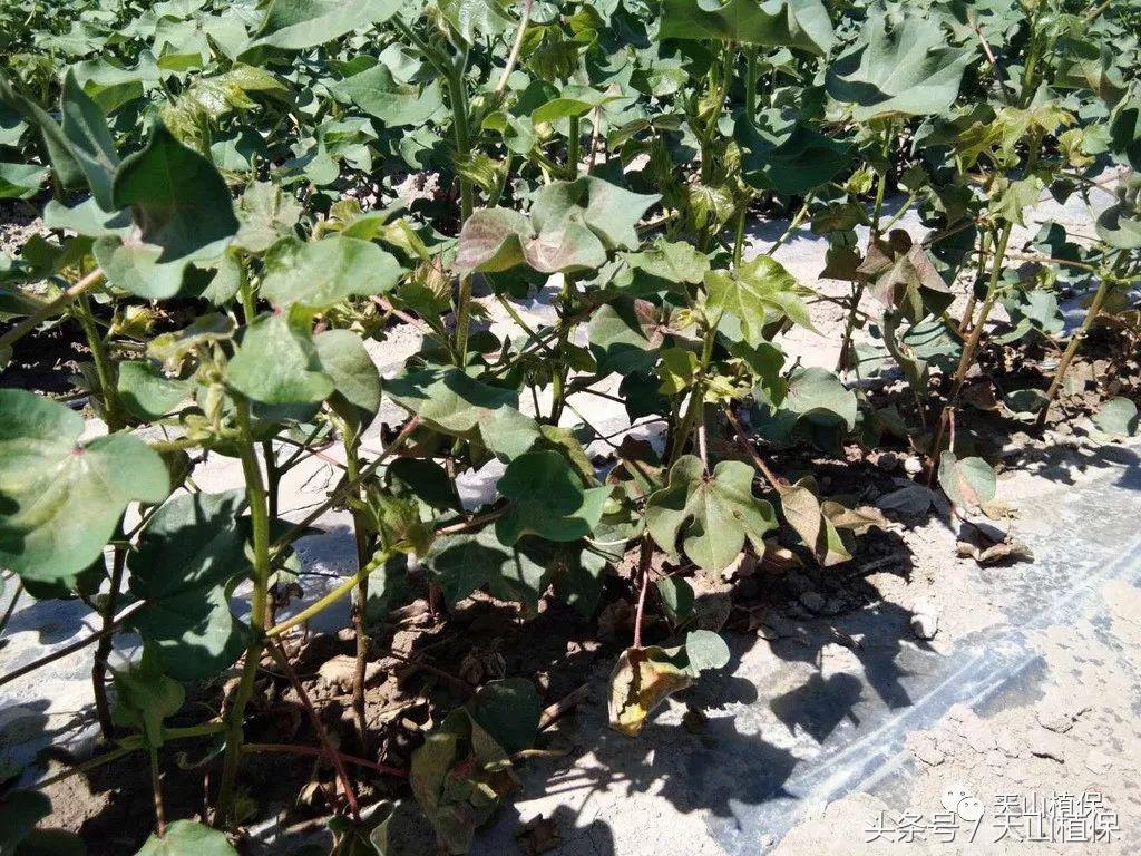 130团7月上中旬虫情动态及植保工作建议