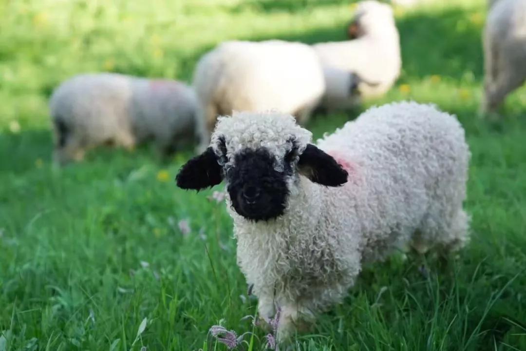 荷包岛旅游攻略两日游推荐,7月初适合去哪儿旅游攻略