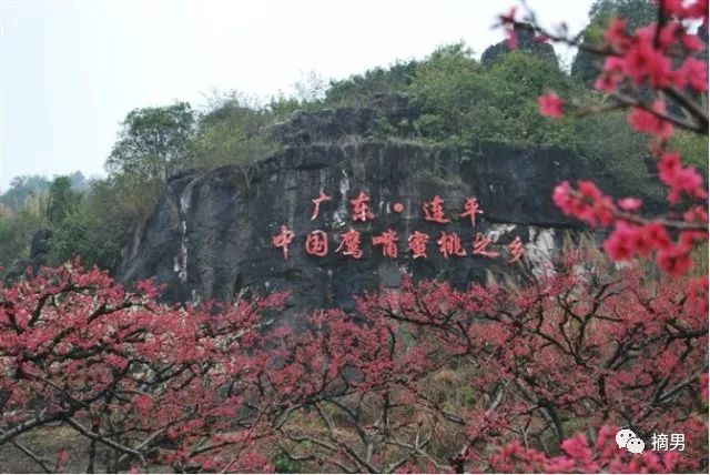 又脆又甜连平鹰嘴桃,连平正宗鹰嘴桃