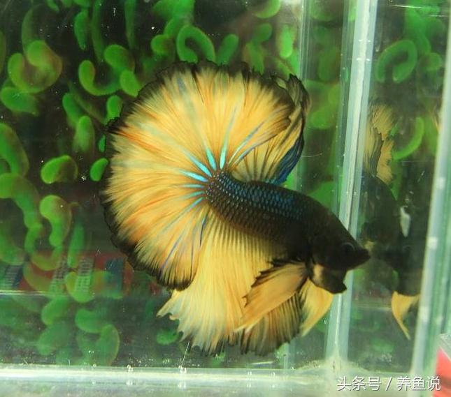 斗鱼怎么养都养不死的泰国斗鱼,泰国斗鱼为啥那么多种颜色
