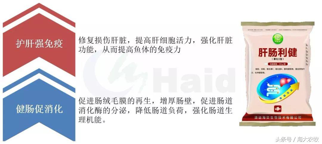 看，这就是别人家的鱼！“红润有光泽”，吃料“梆梆声”！