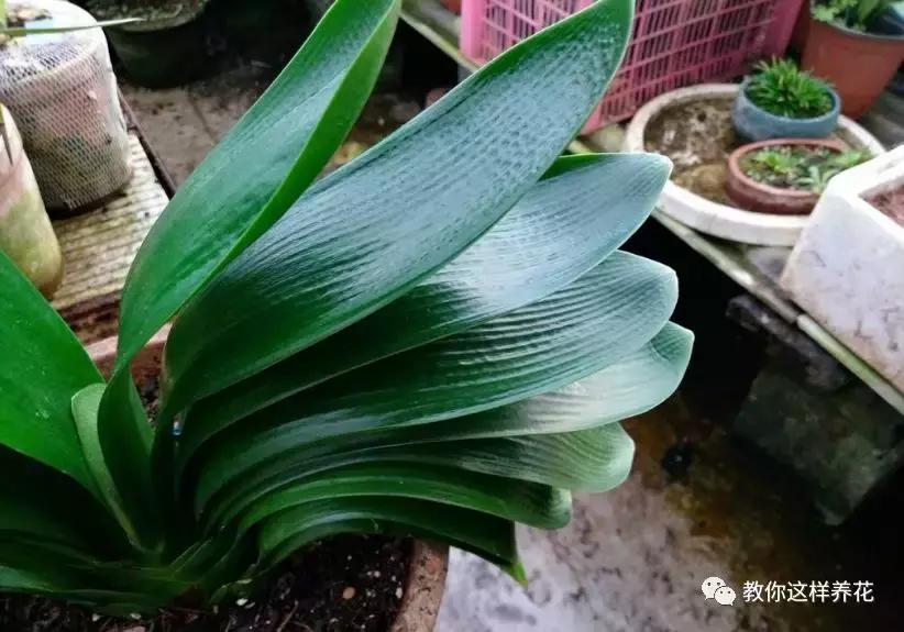 养了整整十年的君子兰终于开花了,养了一堆君子兰