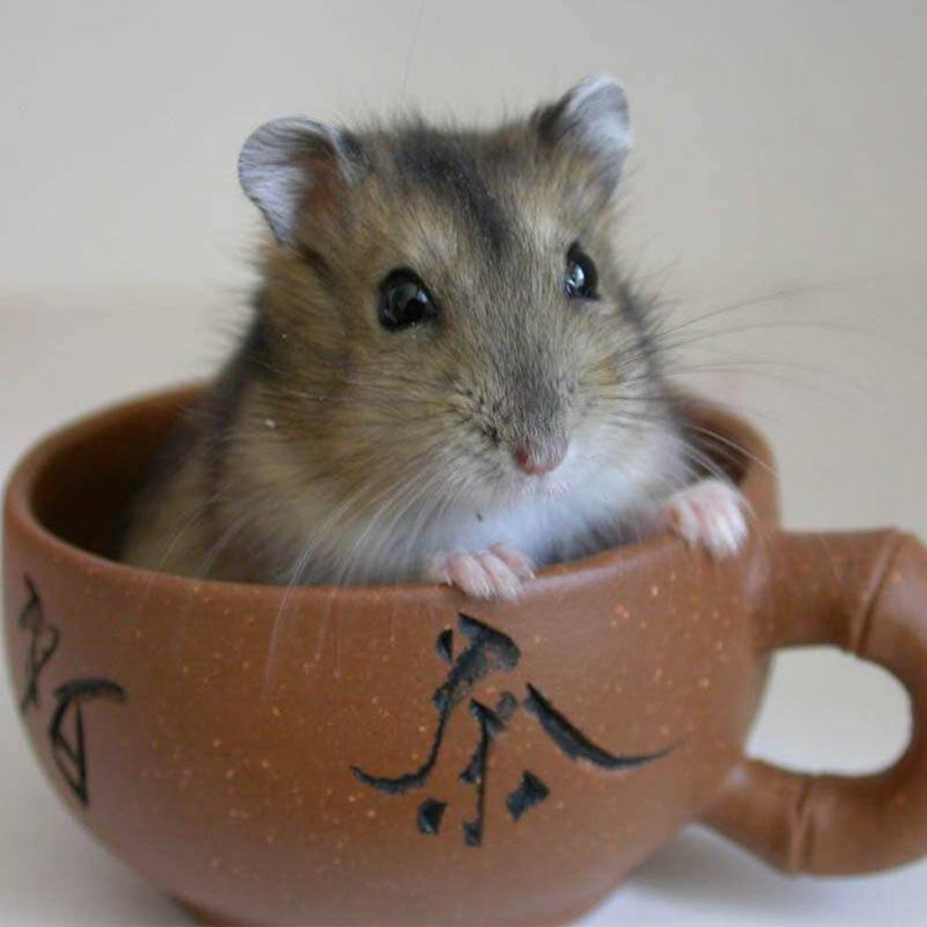 仓鼠要吃什么食物才能养活,仓鼠的几个致命弱点