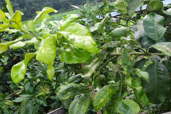 柚子树叶子黄了怎么治疗,柚子树叶子发黄用什么药