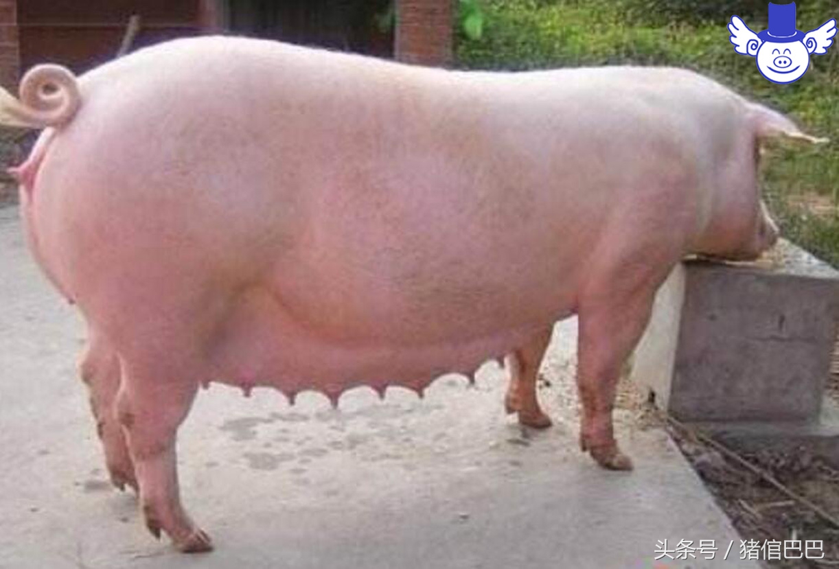 母猪什么时候配崽最多,母猪什么时候配崽最好