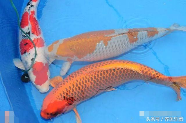 锦鲤怕光怎么解决,锦鲤喂食过多拒食