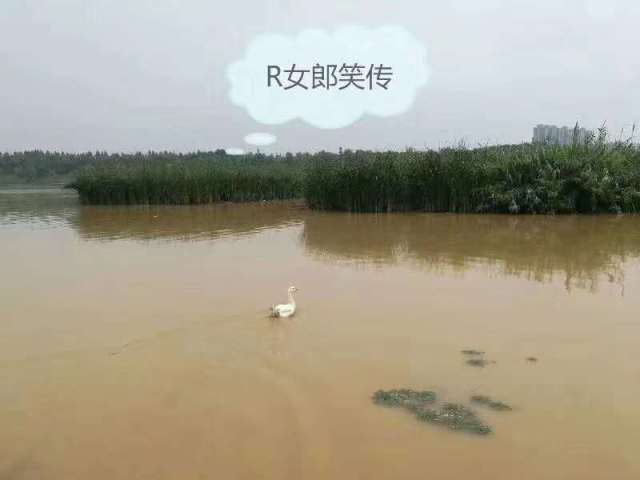 你知道吗？都市爆笑喜剧《R女郎笑传》终于杀青啦！