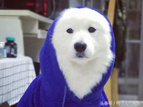 萨摩耶犬真的智商低吗,萨摩耶真的智商很低吗