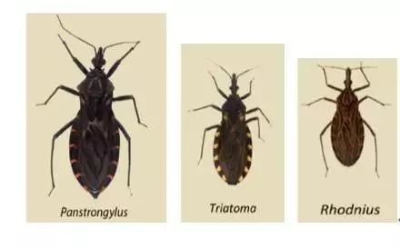 捉一只奖8元！广州全城“捉拿”的锥蝽，究竟是什么虫？