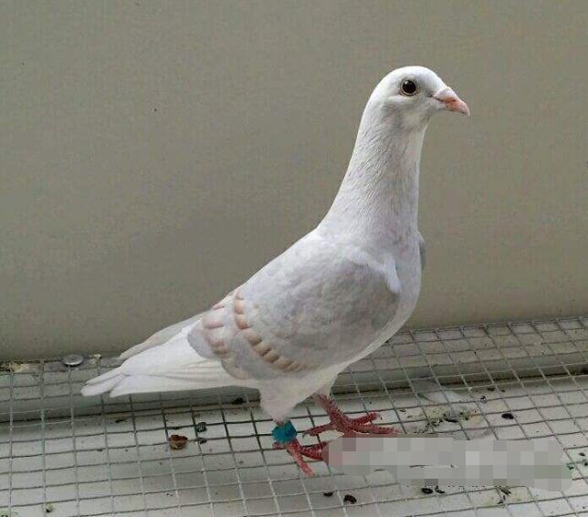 鸽子气管炎咳嗽小妙招,鸽子气管炎症状图片