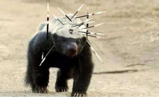 平头哥蜜獾大战黑曼巴蛇解说,动物兄弟第一季蜜獾黑曼巴蛇