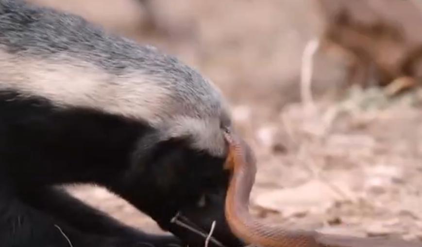 平头哥蜜獾大战黑曼巴蛇解说,动物兄弟第一季蜜獾黑曼巴蛇