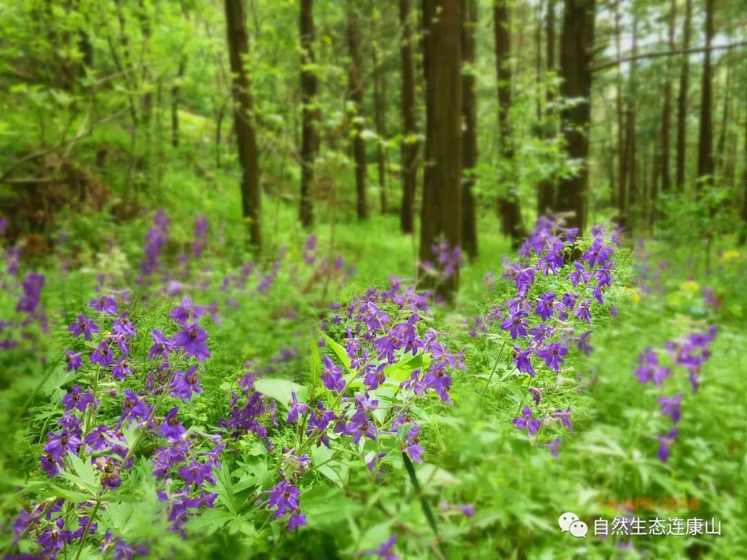 负氧离子超过50000会醉氧吗,负氧离子依然很高