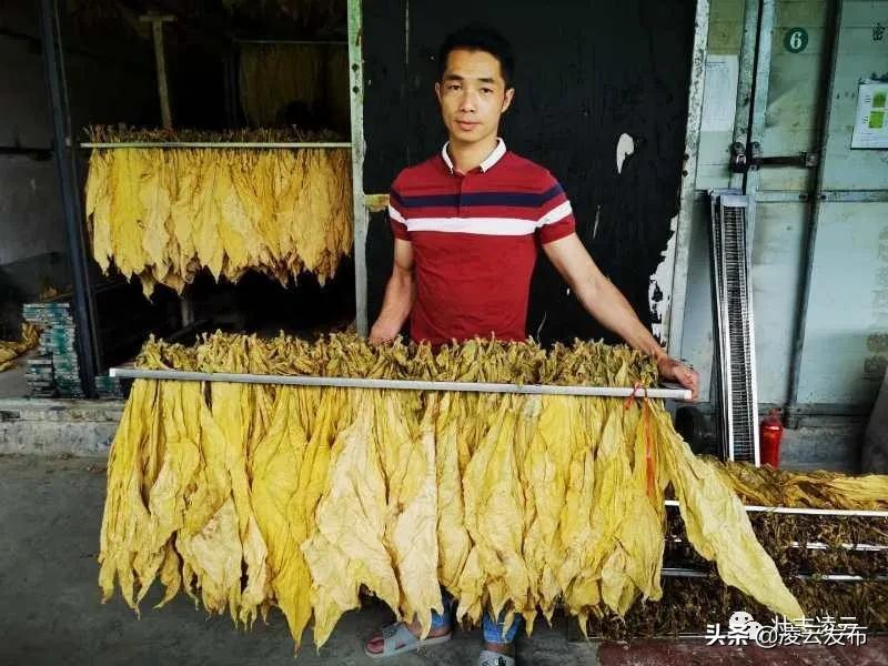 烤烟助力脱贫摘帽 (烟叶产业脱贫攻坚)