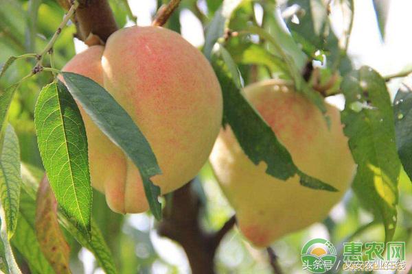 今天毛桃最新批发价格表,各地毛桃价格走势