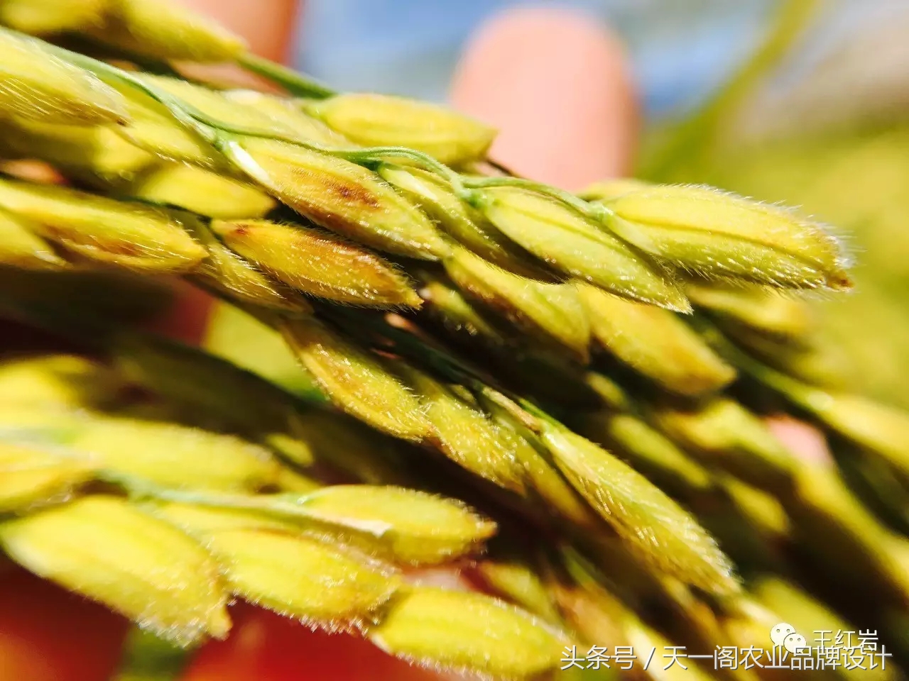 五常稻花香怎么辨别真假,五常稻花香2号怎么辨别真假