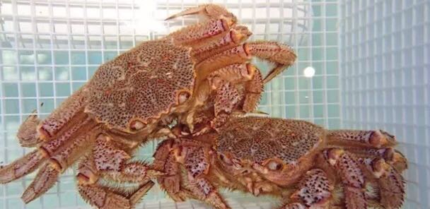 螃蟹的世界旅行,螃蟹的世界深度解析